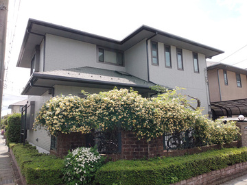 グレーに少しグリーンが入った外壁色