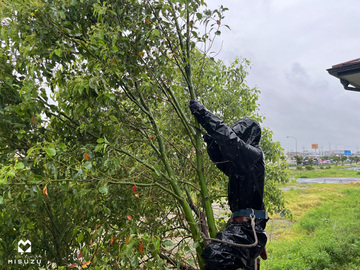 植栽伐採工事